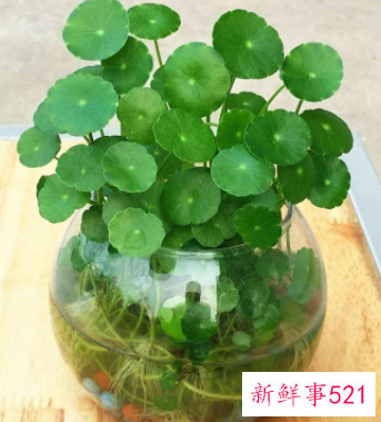 阳台养什么花招财并聚财