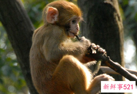 属猴的最佳配偶