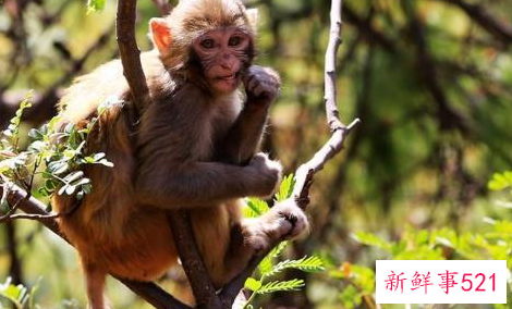 属猴的最佳配偶