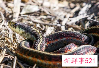 梦见蛇在箱子里