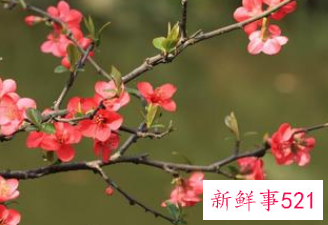 女人梦见桃花开满枝头