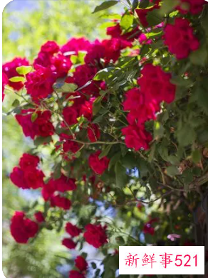 阳台养什么花招财并聚财