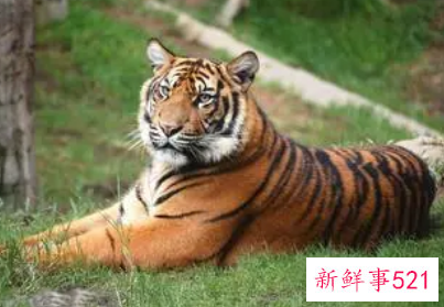 梦见老虎可能是什么预兆