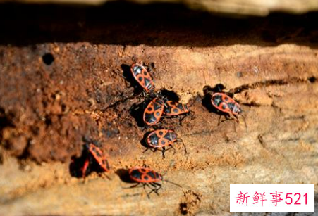 梦见家里很多虫子是什么意思