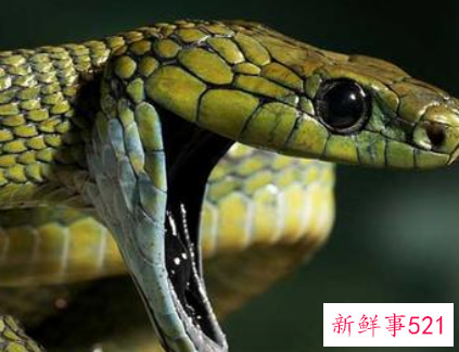 怀孕梦见蛇被打死是什么意思