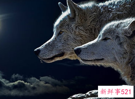 梦见和狼成为了好朋友是什么意思