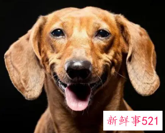 82年属狗女老了会靠谁呢