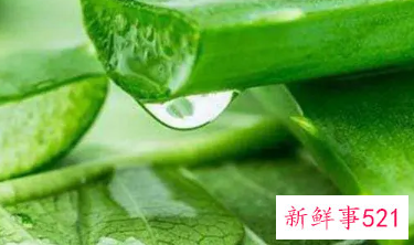 芦荟的美容效果