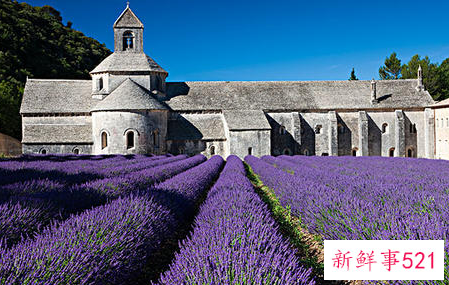 中国最大的薰衣草种植基地