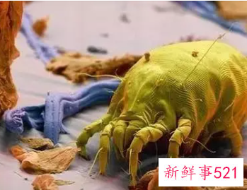 用什么杀螨虫能真正的有效