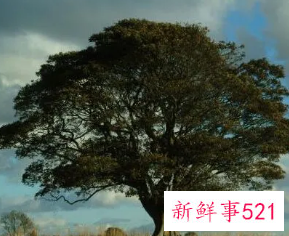 梦见大树倒塌是什么意思