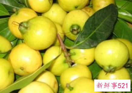 水蒲桃什么味道