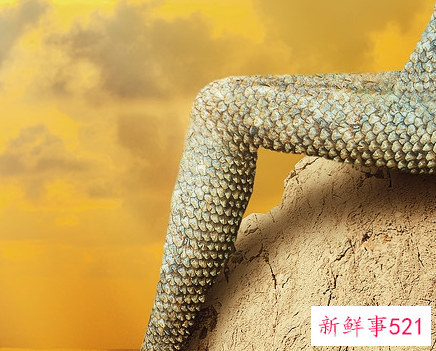 十二星座的美人鱼尾巴