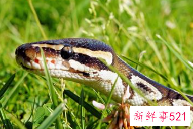 怀孕后梦见蛇是什么意思