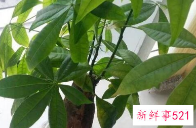 发财树死了复活方法如下