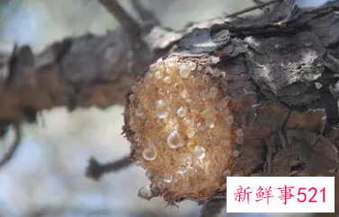 梦见松脂是什么意思
