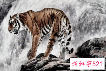 属虎的今天财运怎么样