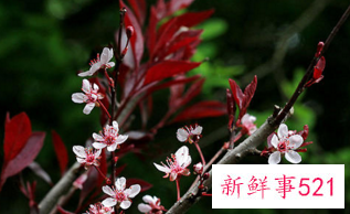 紫叶李的栽培要点