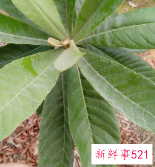 枇杷叶煮水喝多了有害处吗