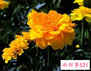 什么植物在家养比较吉利