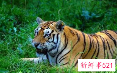 属虎的人起名宜用字