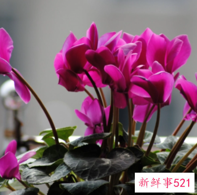 阳台养什么花招财并聚财