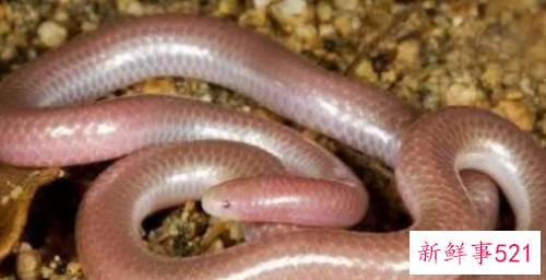 世界上最短小的蛇是什么
