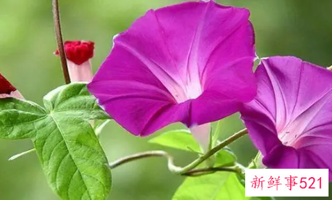 什么花给属牛的人带来好运