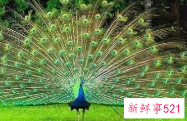 孔雀小时候长什么样子