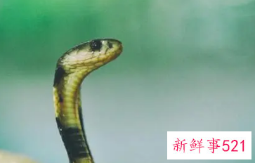 属蛇女二婚幸福吗