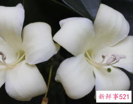 非洲茉莉对家居环境的影响