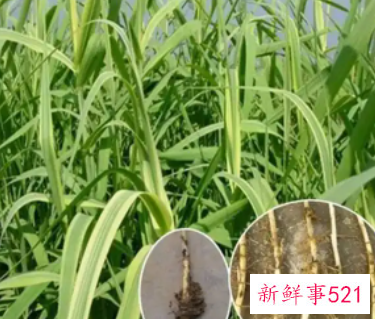 芦叶茶有什么营养