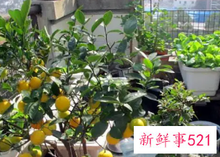 阳台种什么水果好养活