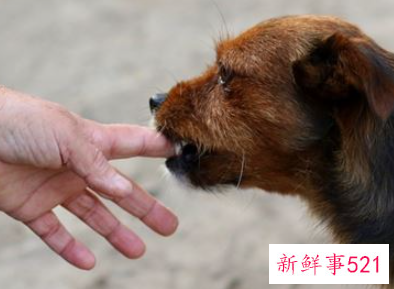 孕妇梦见被狗追咬是什么意思