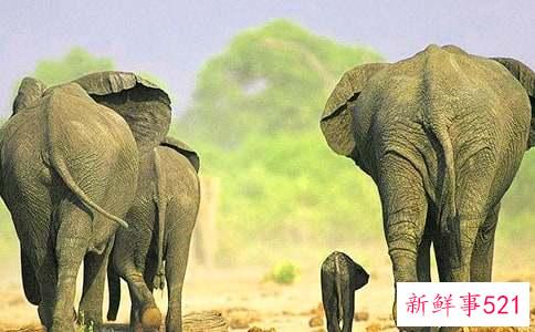 梦见大象什么寓意