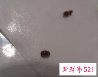 咖啡色椭圆形小虫子