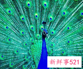 孔雀的羽毛怎么形容