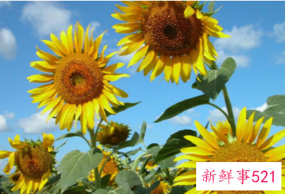 高考送向日葵的含义