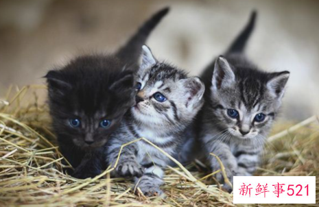 梦见猫生了小猫是什么预兆