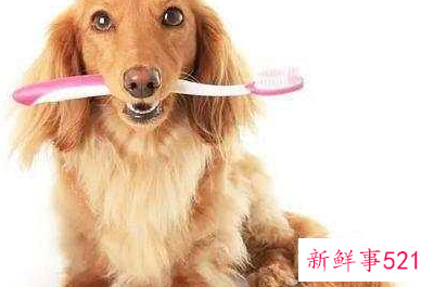 夏天小狗是怎样避暑的