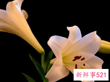 2022年九月能给巨蟹座带来财运的花