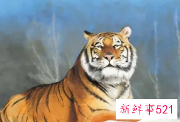 老虎女跟牛男属相配吗