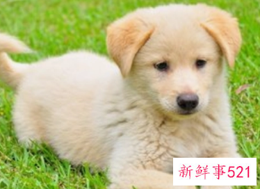 生肖狗一辈子的贵人是谁