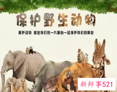 保护生态环境不乱喂动物不什么