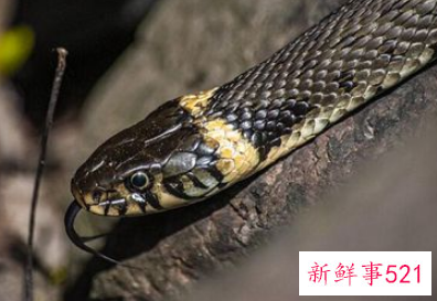 梦见把蛇放走了是什么意思