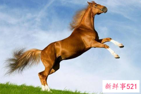 2022年虎年属马人运势