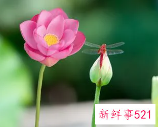 梦见鲜花好不好