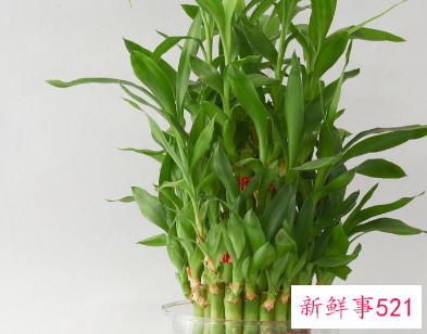 红色富贵竹怎么养才能更旺盛