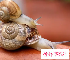 梦见到处都是蜗牛