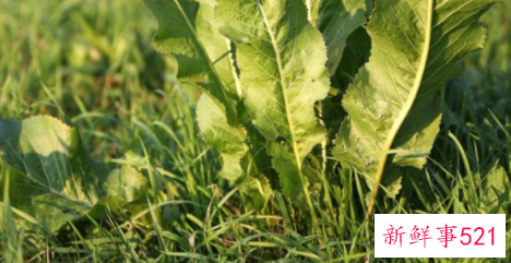 世界上最贵的蔬菜